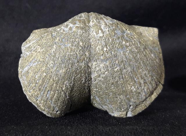 Paraspirifer bownockeri (STEWART 1927) - Bild &copy; FossNet FossilienStore